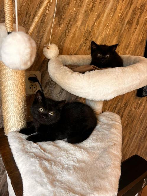 Britse korthaar 12 weken  mannetje, Dieren en Toebehoren, Katten en Kittens | Raskatten | Korthaar, Meerdere dieren, 0 tot 2 jaar