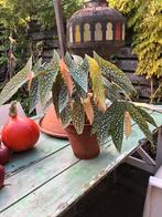 Kamerplant Stippenplant Begonia Maculata, Huis en Inrichting, Kamerplanten, Ophalen, Halfschaduw, Minder dan 100 cm