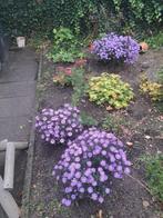 Herfst Aster - Prachtige Bloeier!, Overige soorten, Vaste plant, Ophalen of Verzenden, Halfschaduw