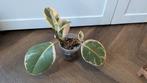 Ficus elastica tineke (Rubber plant/rubber tree), Huis en Inrichting, Kamerplanten, Ficus, Ophalen of Verzenden, In pot, Minder dan 100 cm