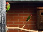 Pyrrhura roseifrons, Meerdere dieren, Parkiet, Geringd
