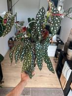 STIPPENBEGONIA (BEGONIA MACULATA), Huis en Inrichting, Kamerplanten, Ophalen, Overige soorten, Minder dan 100 cm
