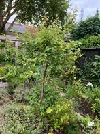 Abrikozenboom met twee kronen, Overige soorten, Lente, 100 tot 250 cm, Ophalen
