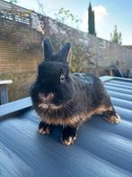Black&tan konijntjes, Dieren en Toebehoren, Konijnen, Mannelijk