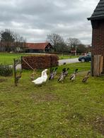 Loopeenden €25 per stel, Dieren en Toebehoren, Pluimvee, Meerdere dieren, Eend