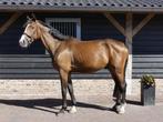 Brave 4 jarige ruin, Dieren en Toebehoren, Springpaard, B, Ruin, 3 tot 6 jaar