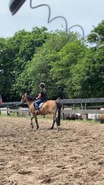 Mooie sport pony te koop, top braaf!, Gechipt, Ruin, Springpony, L