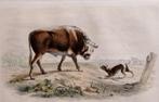 Franse staalgravure van ca. 1850 - De Stier, Antiek en Kunst, Kunst | Etsen en Gravures, Ophalen of Verzenden