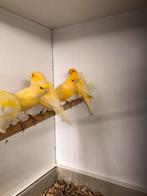 Div kanaries, Dieren en Toebehoren, Vogels | Kanaries, Meerdere dieren, Kleurkanarie
