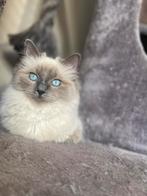 Gouden thuis gezocht | Ragdoll 3 jaar, Dieren en Toebehoren, Poes, Ingeënt, 3 tot 5 jaar