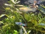 15 jonge guppen te koop, Dieren en Toebehoren, Vissen | Aquariumvissen, Vis