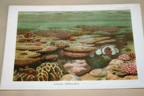Antieke kleurenlitho - Levend rifkoraal - Circa 1900 !!, Antiek en Kunst, Kunst | Litho's en Zeefdrukken, Ophalen of Verzenden