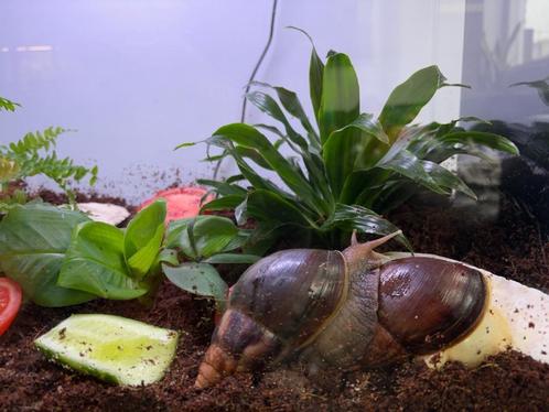Afrikaanse Reuzenslakken, Dieren en Toebehoren, Reptielen en Amfibieën, Overige soorten, 0 tot 2 jaar, Tam