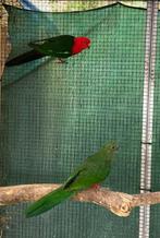 Australische koningsparkiet pop 2025, Dieren en Toebehoren, Vogels | Parkieten en Papegaaien, Vrouwelijk, Parkiet, Geringd