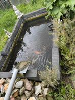 Complete Vijver Te Koop – Inclusief 10 Koi Karpers & Steur, Tuin en Terras, Vijvers, Ophalen, Gebruikt
