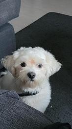 Superlief 3 jarig maltezers leeuwtje ter adoptie, Maltezer, Reu, Eén hond, 3 tot 5 jaar