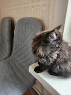 Perzische kitten, Dieren en Toebehoren, Katten en Kittens | Raskatten | Langhaar, Kater, Ontwormd