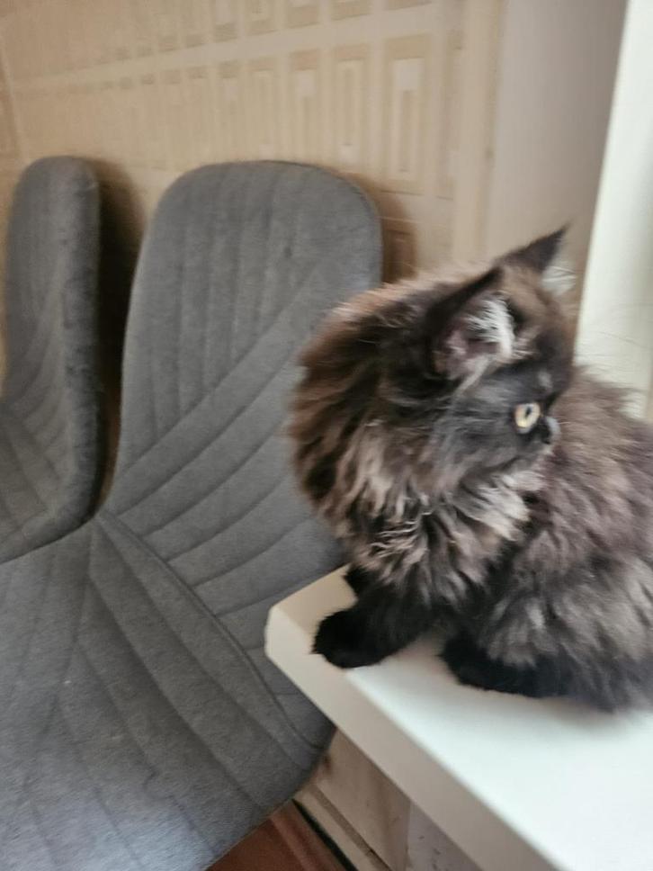 Perzische kitten, Dieren en Toebehoren, Katten en Kittens | Raskatten | Langhaar, Kater, Ontwormd