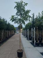 gewone walnoot juglans regia  notenboom, Tuin en Terras, In pot, Ophalen