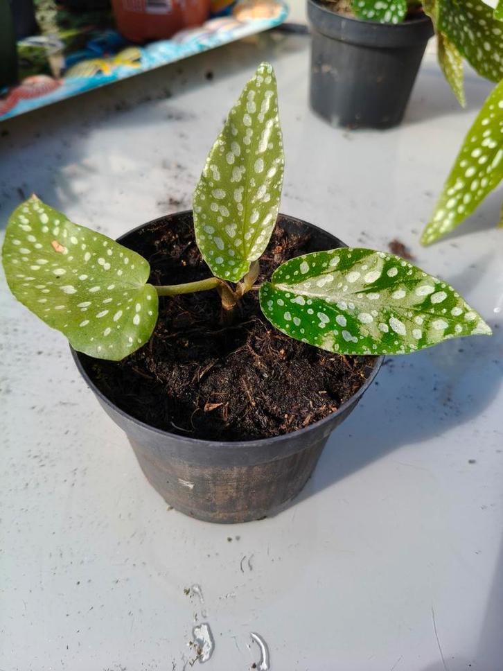 Engelenvleugelbegonia stekjes, Huis en Inrichting, Kamerplanten, Minder dan 100 cm, Halfschaduw, Ophalen