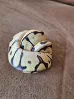 Ballpython bumble bee phantom, Dieren en Toebehoren, Amfibie