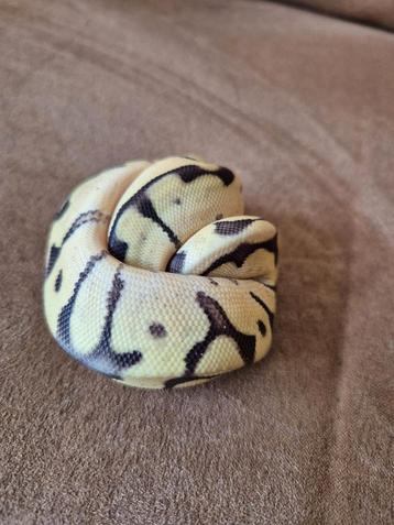 Ballpython bumble bee phantom beschikbaar voor biedingen