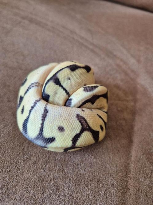 Ballpython bumble bee phantom, Dieren en Toebehoren, Reptielen en Amfibieën, Amfibie