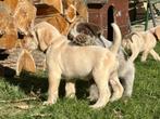 Spinone italiano puppy, Dieren en Toebehoren, Honden | Setters en Staande honden, Fokker | Hobbymatig, Overige rassen, 8 tot 15 weken