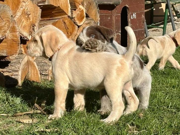 Spinone italiano puppy, Dieren en Toebehoren, Honden | Setters en Staande honden, Meerdere dieren, Overige rassen, Fokker | Hobbymatig