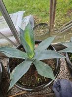 Agave en vetplanten, Tuin en Terras, Planten | Tuinplanten, Ophalen