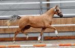 3 jarige palomino merrie v. Edmundo, Dieren en Toebehoren, Paarden, Merrie, Gechipt, 3 tot 6 jaar, 160 tot 165 cm