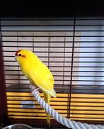 Man kakariki 1 jaar oud, Dieren en Toebehoren, Vogels | Parkieten en Papegaaien, Mannelijk, Parkiet