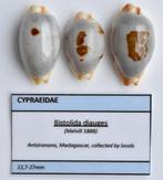 Schelpen: Cypraea diauges var. 22,7-27mm (F+++/Gem) per stuk, Ophalen of Verzenden, Schelp(en)