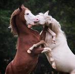 Opfok / weidegang voor ponys hengst of ruin (geen merries!)