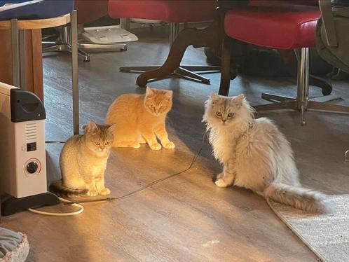 Lief sociaal Brits Langhaar en Brits Korthaar. 😻, Dieren en Toebehoren, Katten en Kittens | Raskatten | Korthaar, Poes, Gechipt