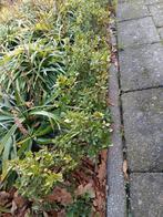 Veel ilex buxes vervanger.., Ophalen of Verzenden