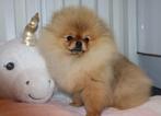 Elite Mini Bearface Orange Pomeriaan/Pomeranian Teefje, Nederland, 15 weken tot 1 jaar, Teef, Meerdere