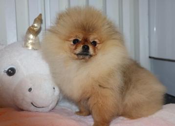 Elite Mini Bearface Orange Pomeriaan/Pomeranian Teefje beschikbaar voor biedingen