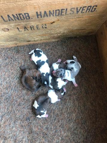 Jack Russel pups beschikbaar voor biedingen