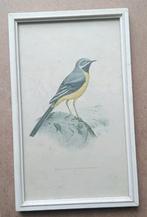 Gele kwikstaart vogel prent, Ophalen of Verzenden, Voor 1940, Gebruikt, Dier