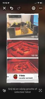 Werpkist 1.60/1.30, Dieren en Toebehoren, Ophalen of Verzenden, Zo goed als nieuw, 110 cm of meer, Minder dan 65 cm