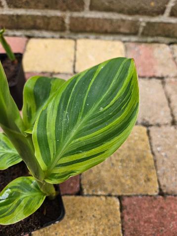 Canna wolfsong - Indisch Bloemriet, bonte beschikbaar voor biedingen