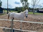 Lieve merrie schimmel 15 jaar oud, Dieren en Toebehoren, Paarden, Merrie