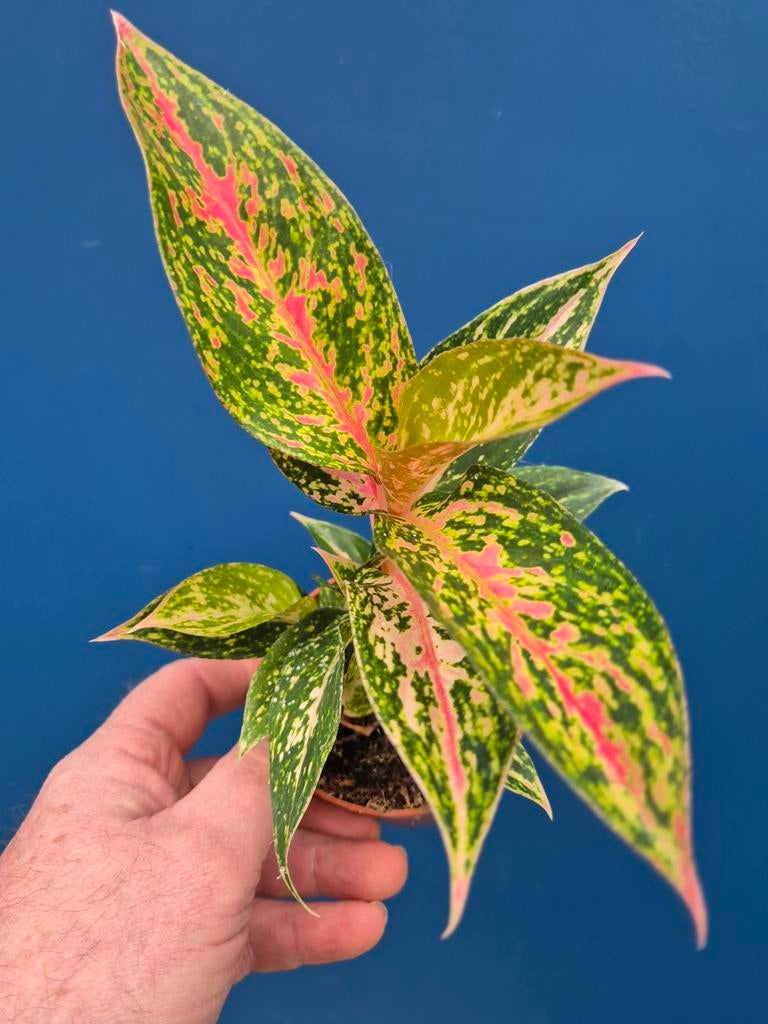 Aglaonema p9
