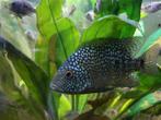 Gratis Texas cicliden., Dieren en Toebehoren, Vissen | Aquariumvissen, Vis