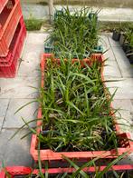 Carex evergreen, Ophalen of Verzenden, Siergrassen, Halfschaduw