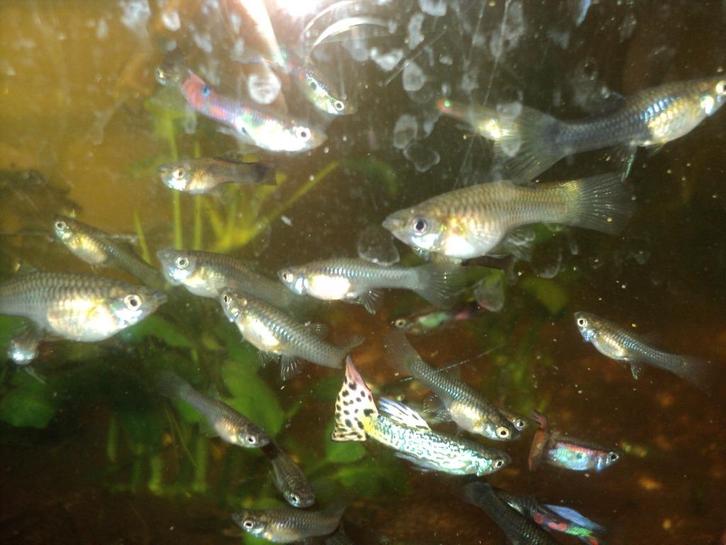 GUPPEN DIV KLEUREN GROOT EN KLEIN VROUWEN MANNEN, Dieren en Toebehoren, Vissen | Aquariumvissen, Zoetwatervis, Vis
