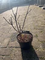 Cotinus 'Royal Purple' in pot, Overige soorten, Minder dan 100 cm, Zomer, Ophalen