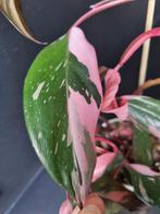 philodendron pink princess stek, Ophalen of Verzenden, Halfschaduw, Minder dan 100 cm