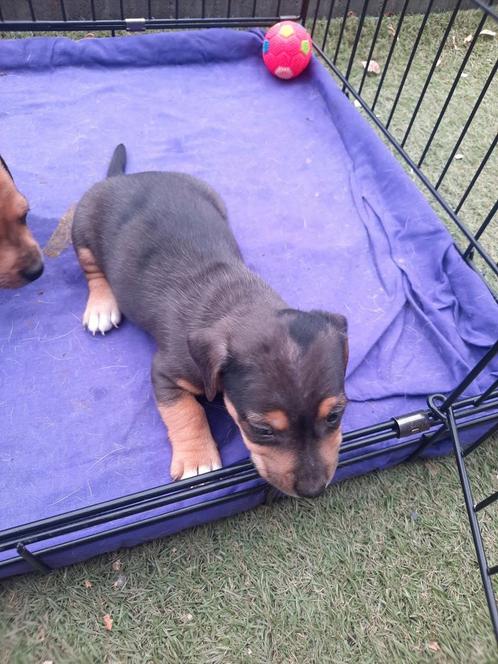 Het laatse teefje uit een nestje van 4 !!bleu merle apart, Dieren en Toebehoren, Honden | Jack Russells en Terriërs, Teef, Jack Russell Terriër